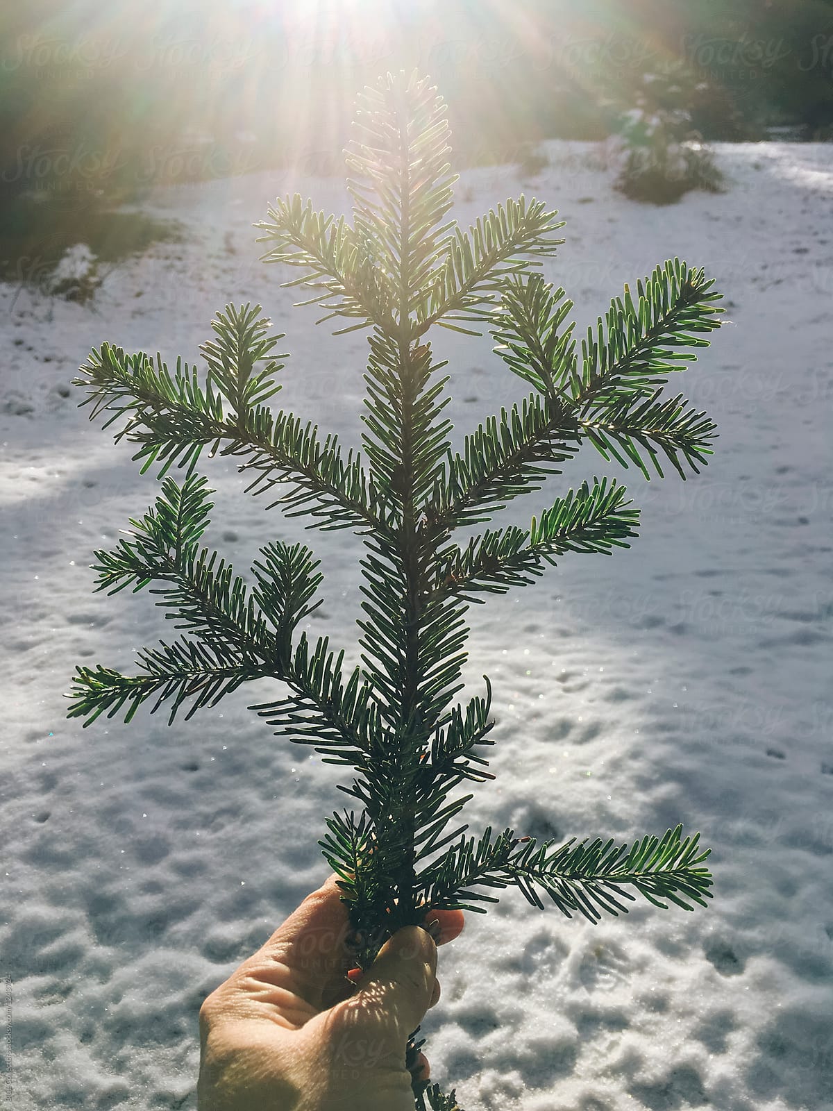 man\'s hand holding a branch of pine on the snowland