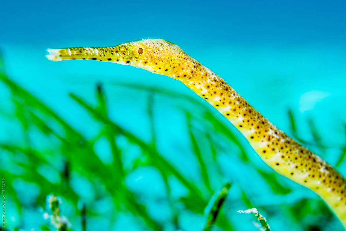 Pipefish in Seagrass