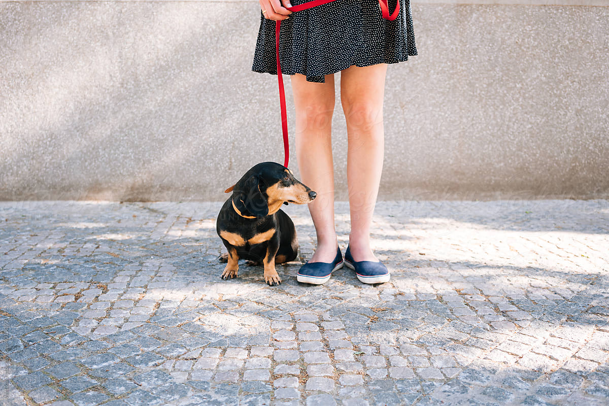 Adorable black dachshund sitting next to female legs in the stre