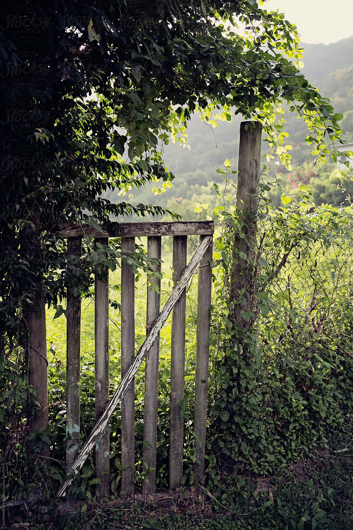 Old wooden gate and fence surrounded by bushes