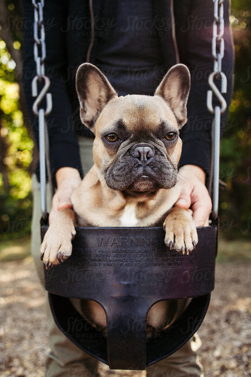 A Brown French Bulldog Puppy Swinging In A Baby Swing At
