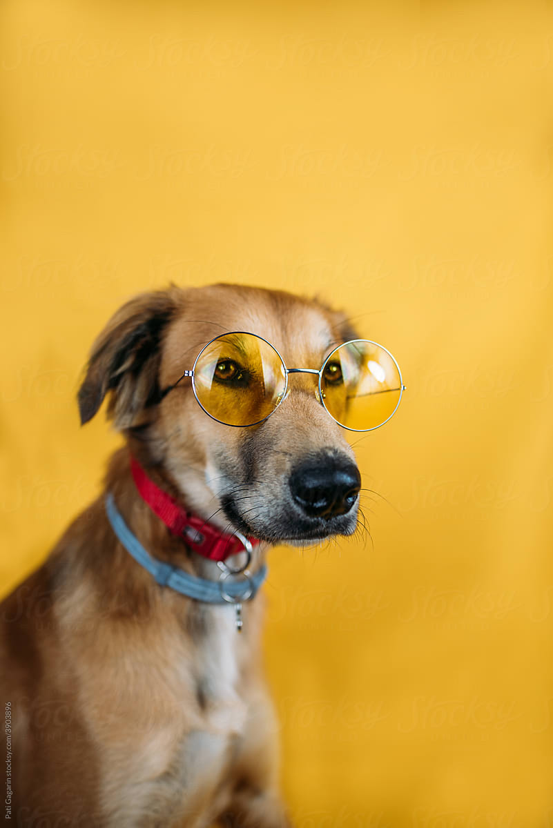A young dog with yellow glasses.