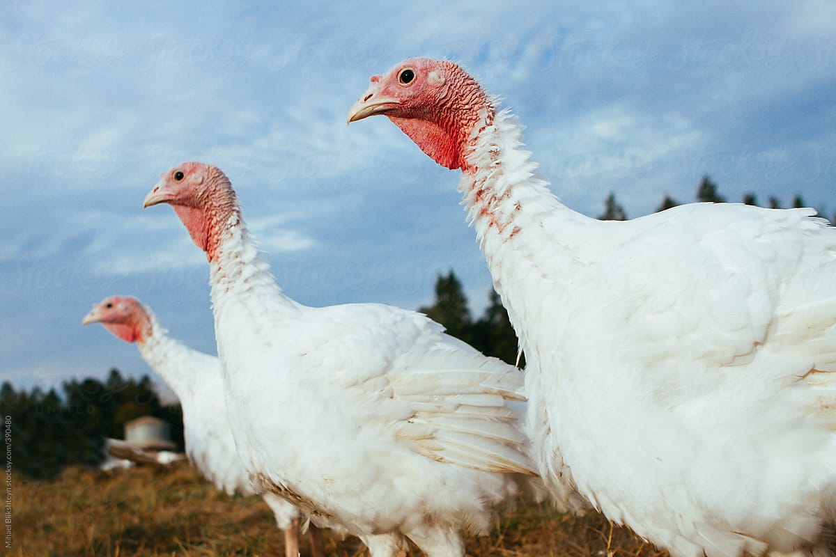 Three free-ranging turkeys in a row on a small-scale organic farm