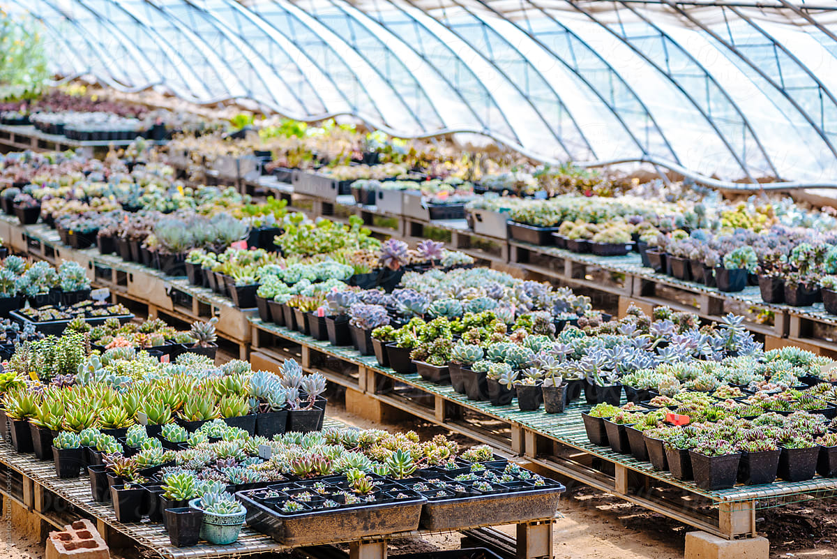 A Large Succulent Collection In Greenhouse By Stocksy Contributor Maahoo Stocksy 