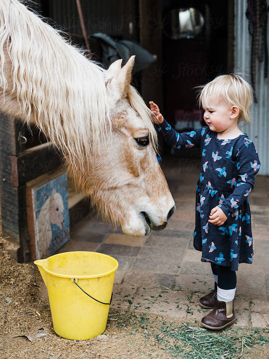 Little girl feeds an old horse