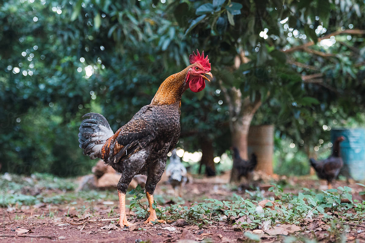 Angry Rooster walking on yard