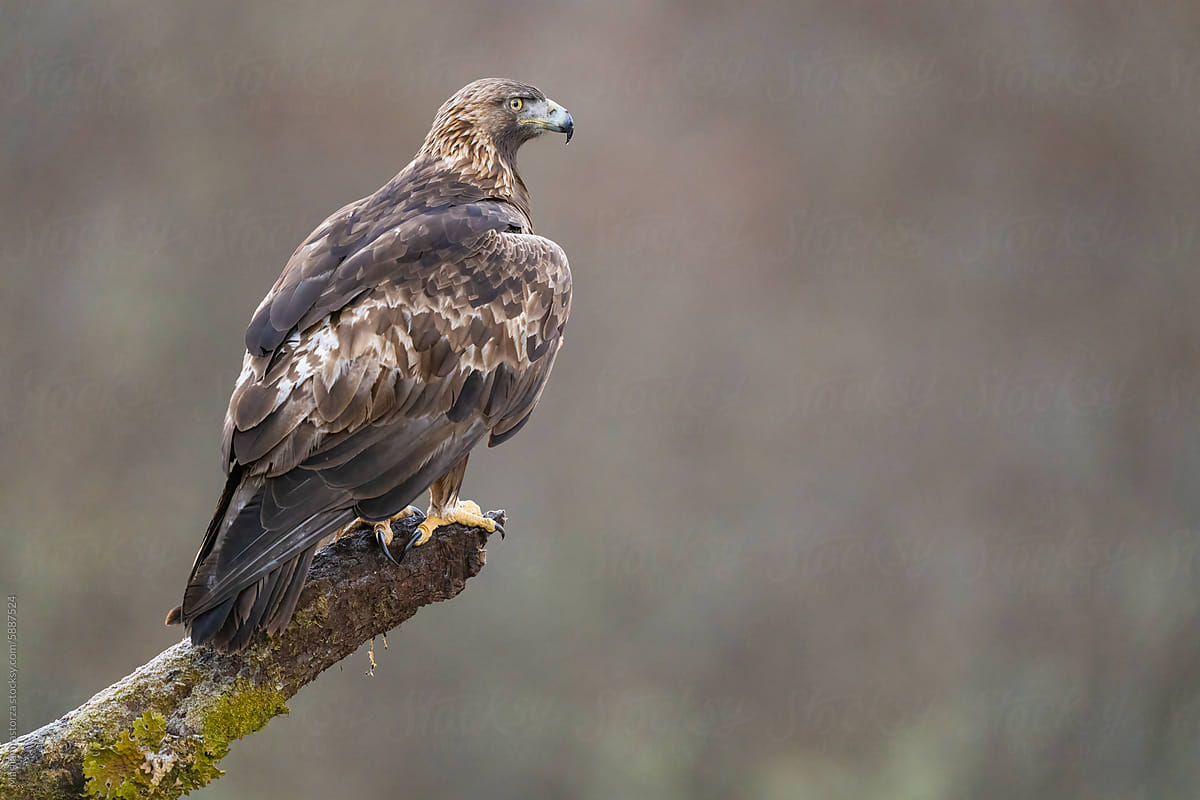 Adult Golden Eagle Scans The Horizon On A Mountain