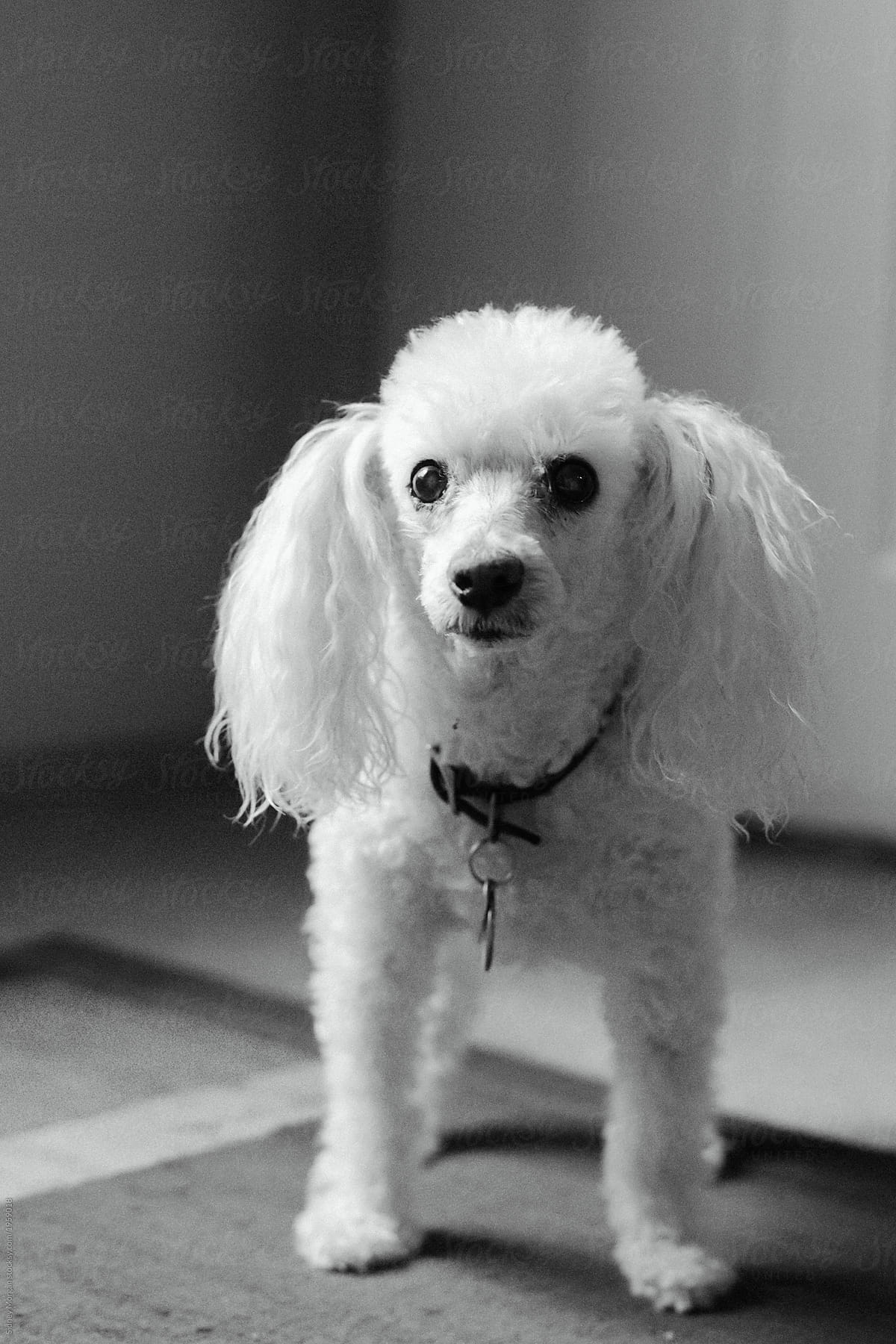 Old Poodle in Black and White