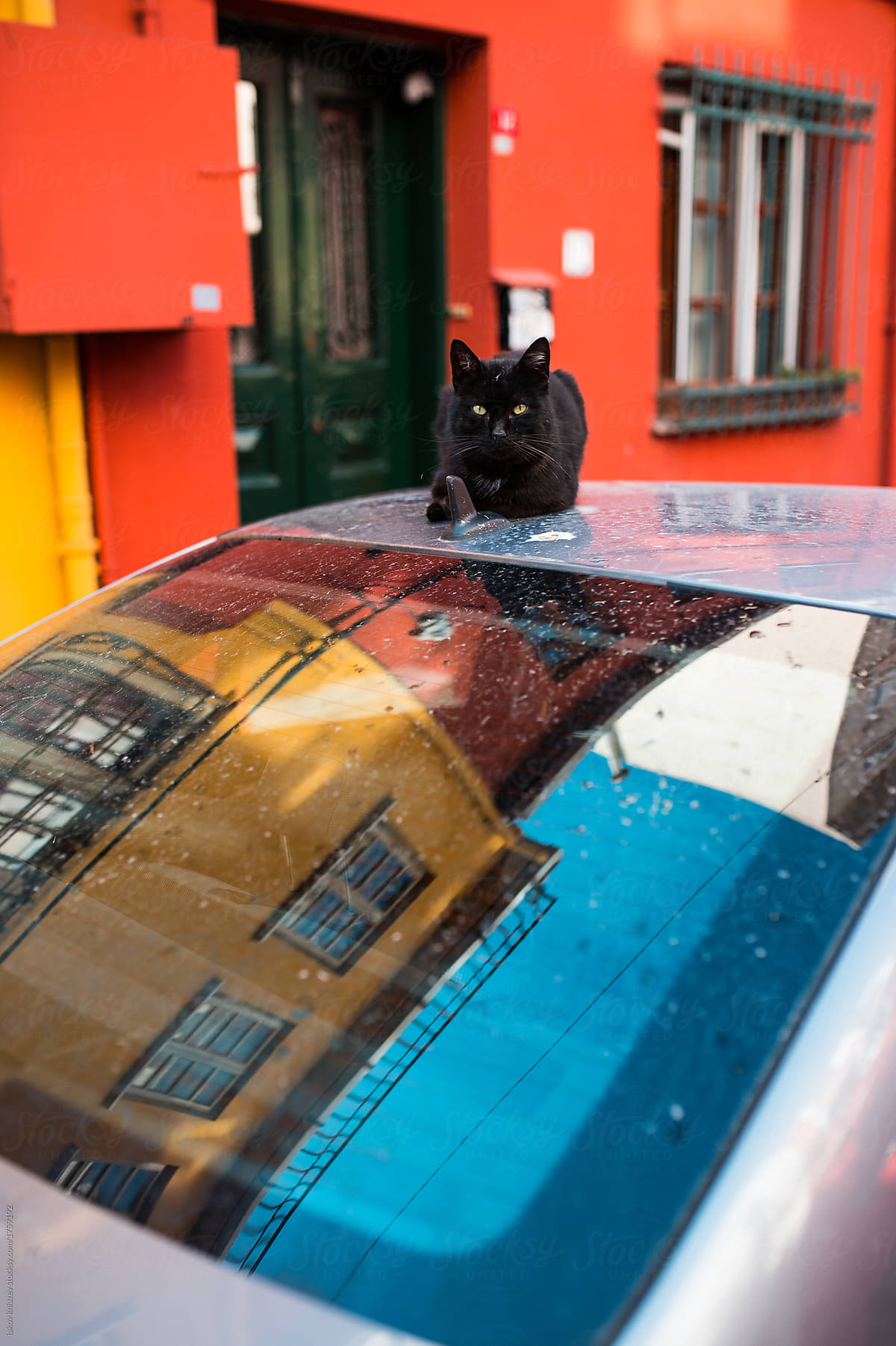 Black cat on the car roof against colourful background