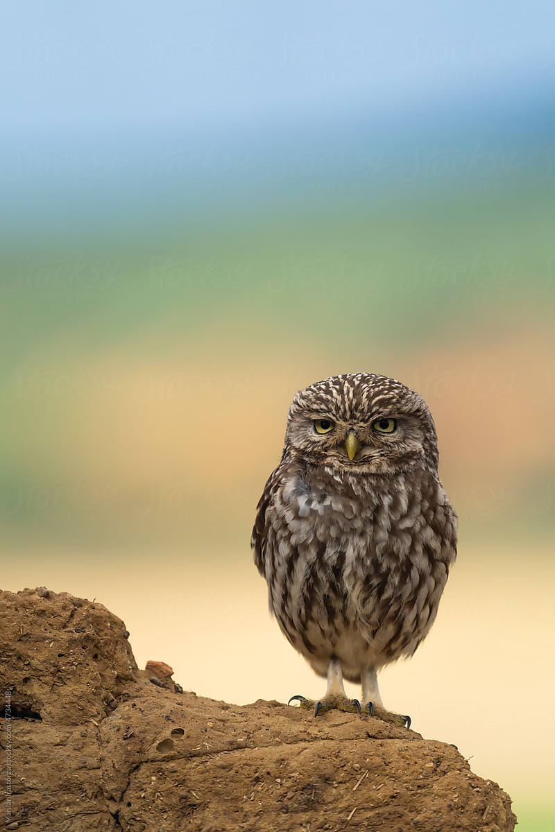 Little Owl Looking Straight Into The Camera, Vertical Portrait
