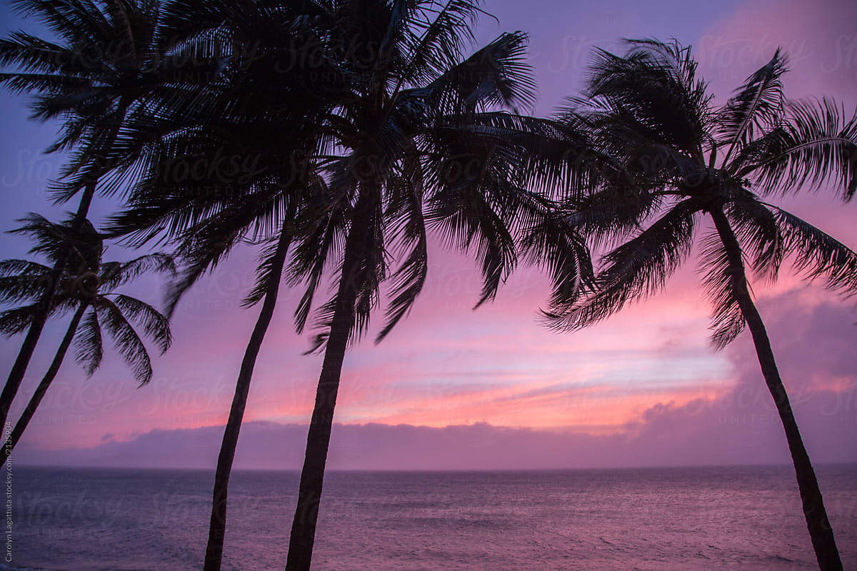 Pink Skies And Palms At Maui By Carolyn Lagattuta Palm Hawaii Stocksy United