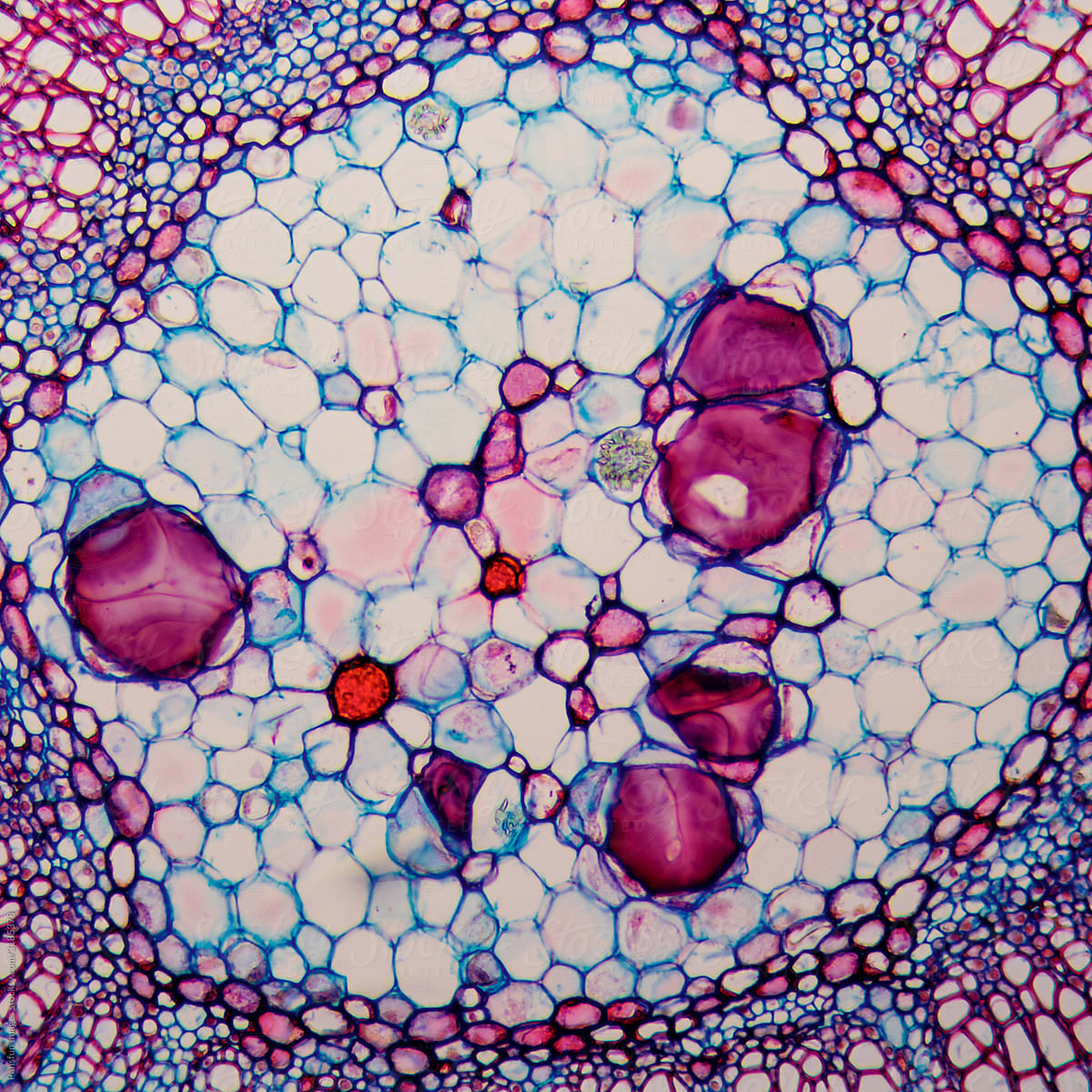 plant cells of stem pith