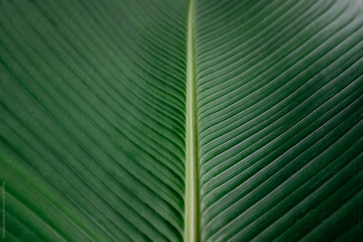 Beautiful Dark Green Leaf Texture