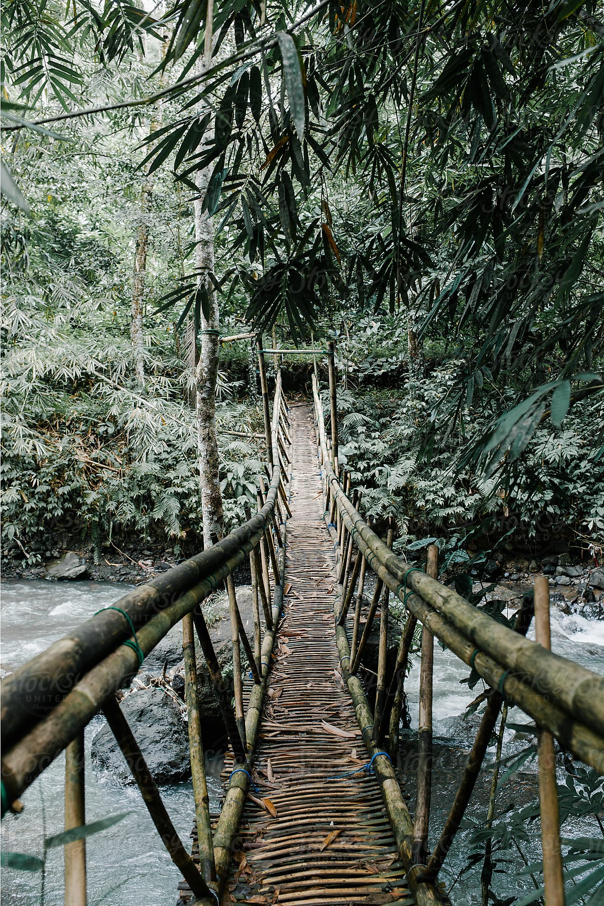 Suspension Bridge In The Jungle by Stocksy Contributor Julia Volk -  Stocksy