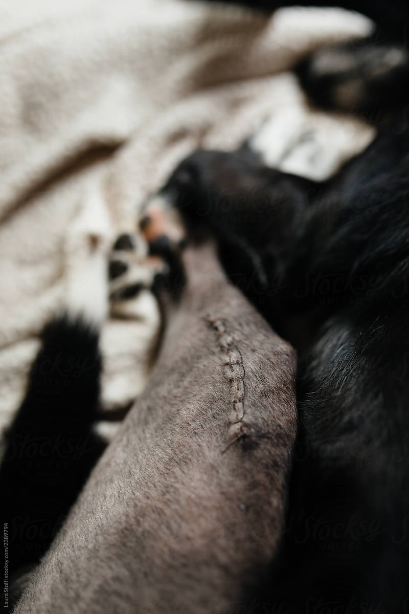 Huge scar with surgical staples on dog\'s knee