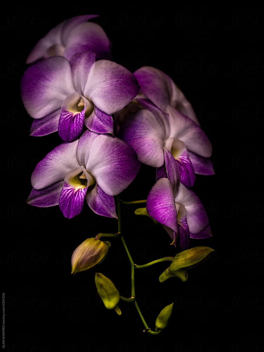 spray of purple orchids