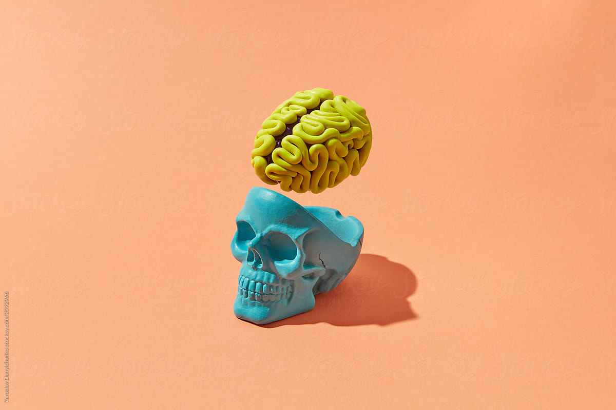 Human skull with brain