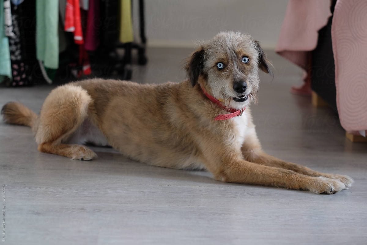 Cute adopted dog with blue eyes lying on the floor