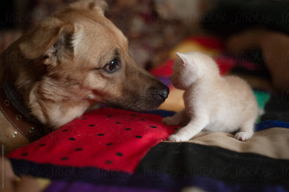 dog meets small kitty