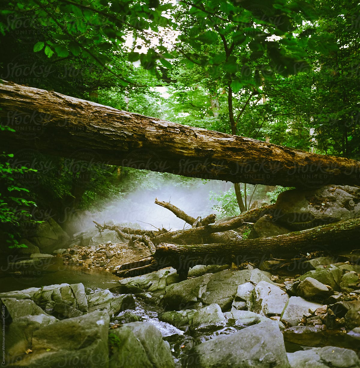 Fallen Trees in Arlington Woods