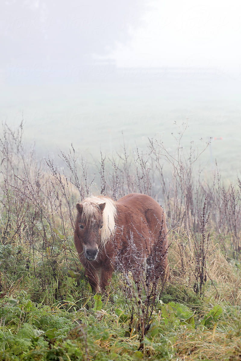 Little pony in the fog