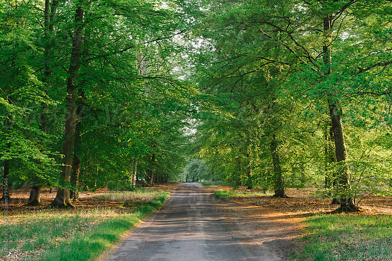 Evening sunlight through Beech trees lining a remote counrty road in Spring. Norfolk, UK.