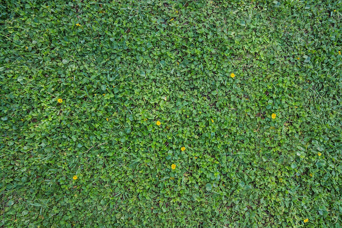 Lush Green Background Pattern