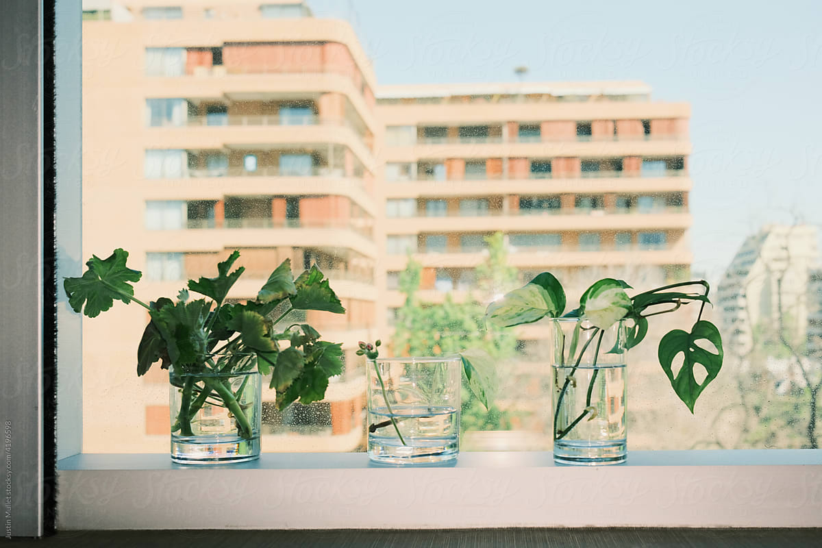 House plants in city window