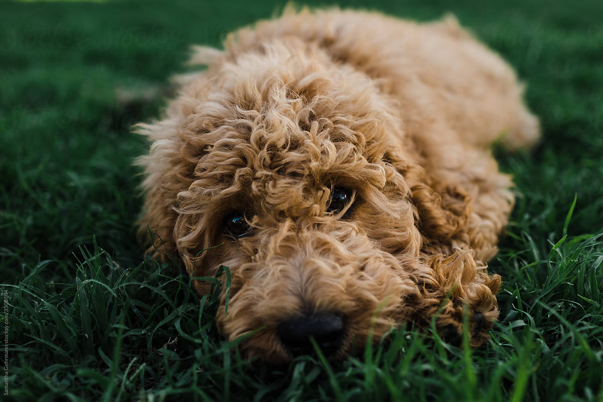 groodle puppy lays on grass