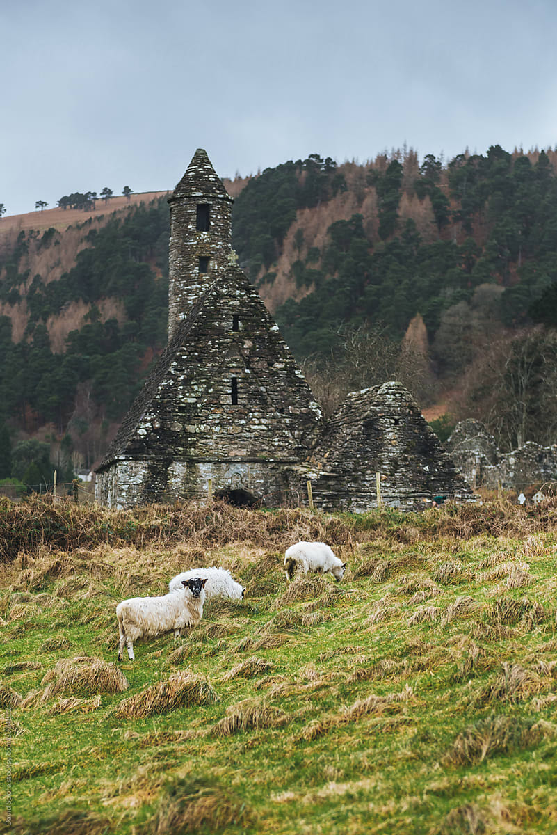 Ancient church in the mountains in Ireland with sheep in the foreground