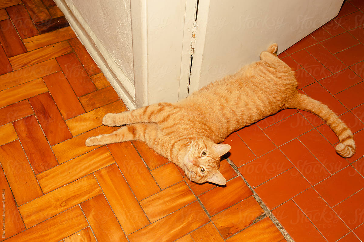 Cat lying down in the floor