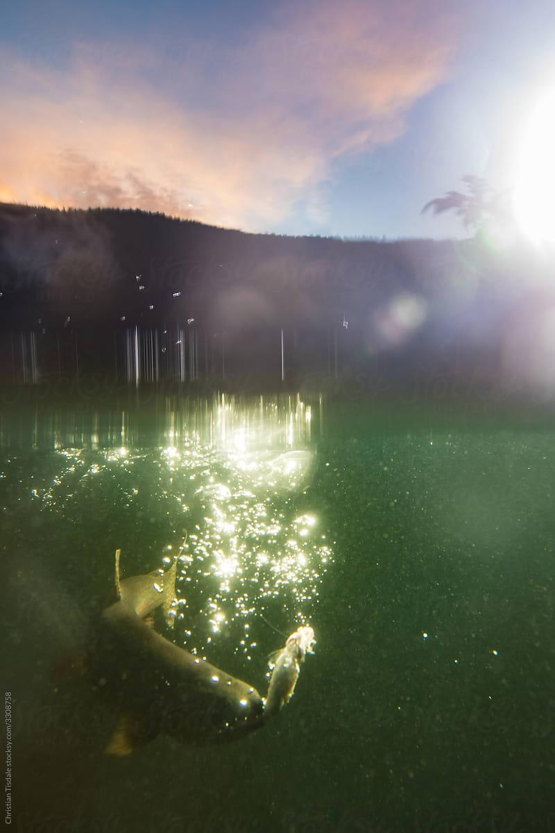 Rainbow trout feeding underwater