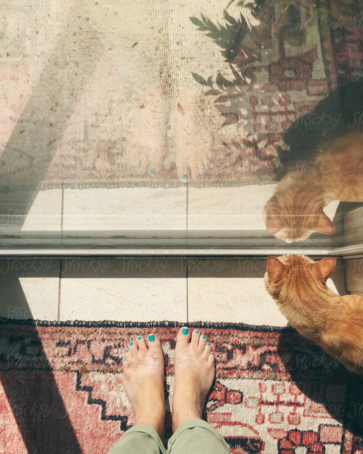 Women standing barefoot and cat reflected in window