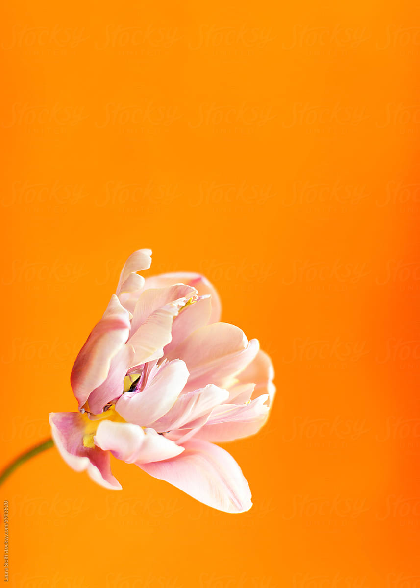 Pink tulip against orange background