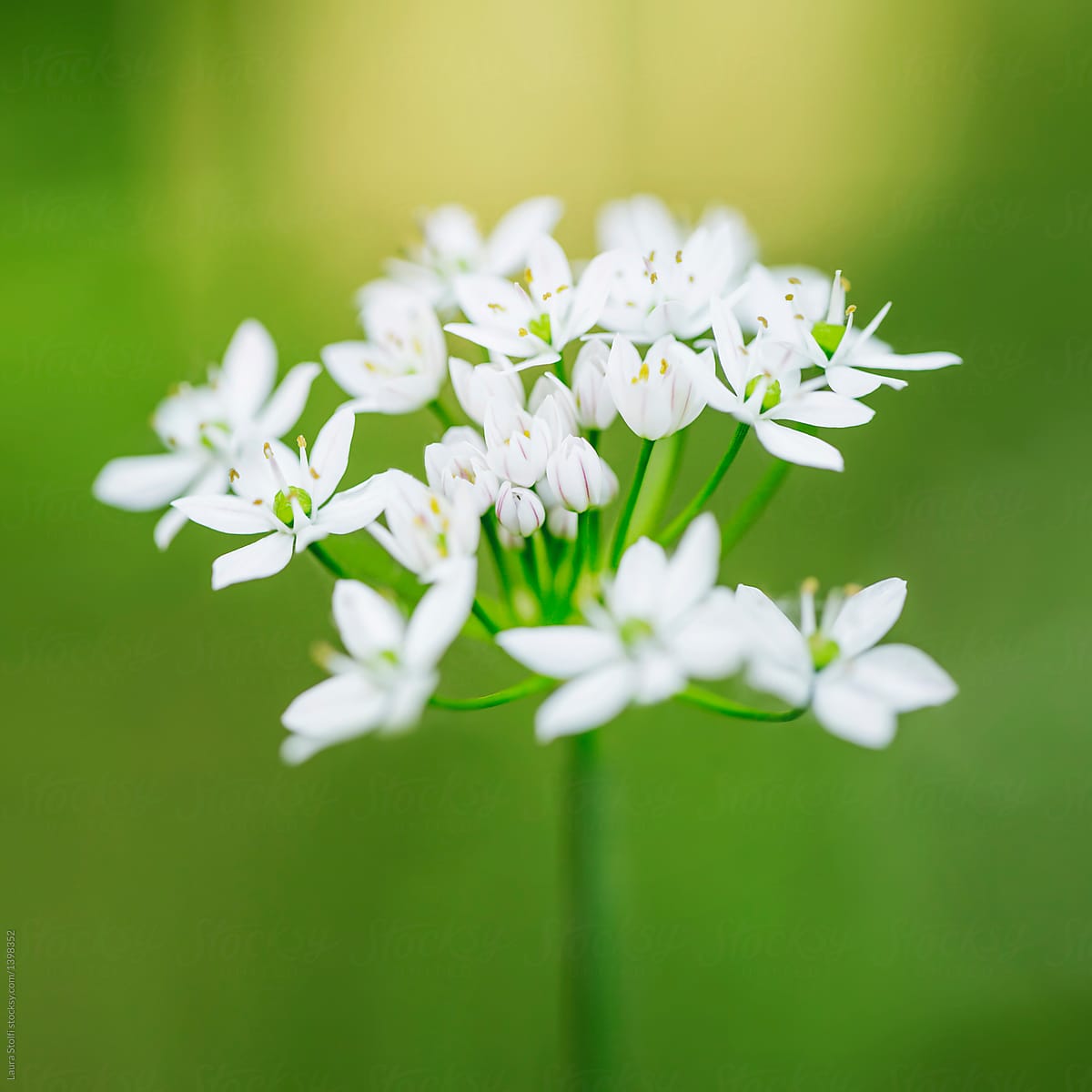 Close Up Of Tiny White Flower Cluster In Bloom by Stocksy Contributor  Laura Stolfi - Stocksy