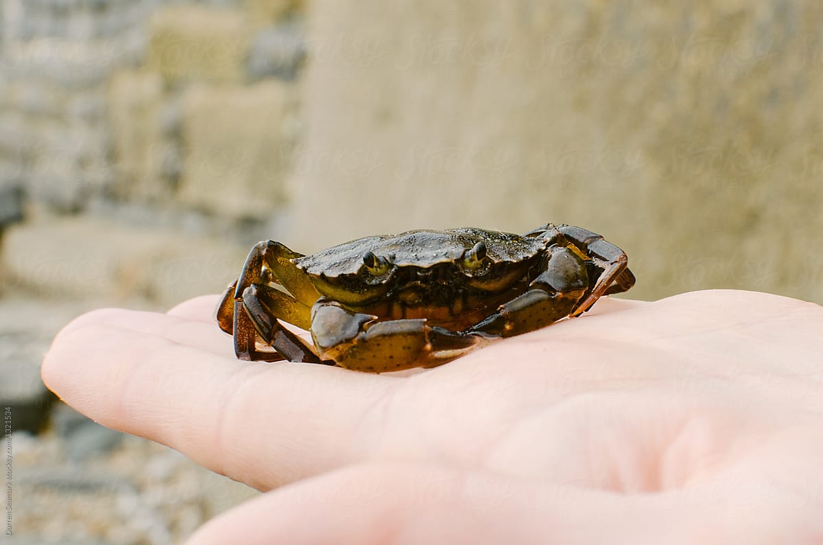 A small crab being held in the palm of an anonymous left hand