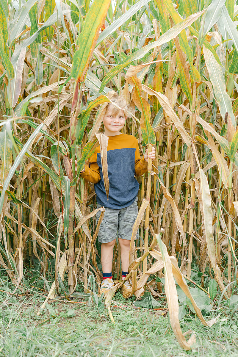 Little boy standing within a corn field