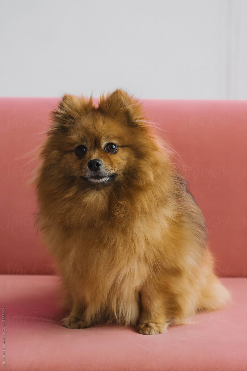 Cute fluffy pedigreed Pomeranian pet dog sitting on sofa