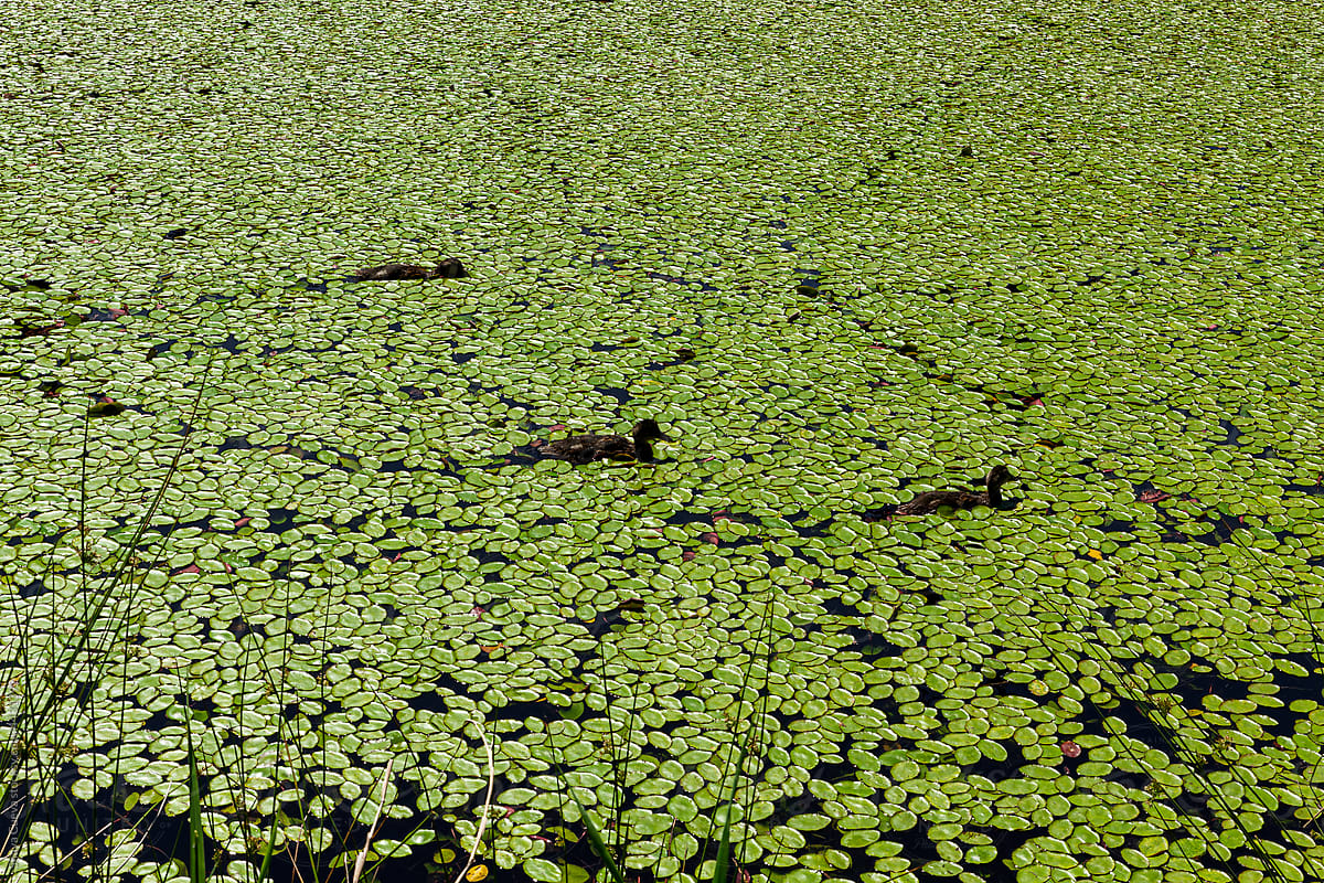 lily pads in a pond of water with a duck on the middle