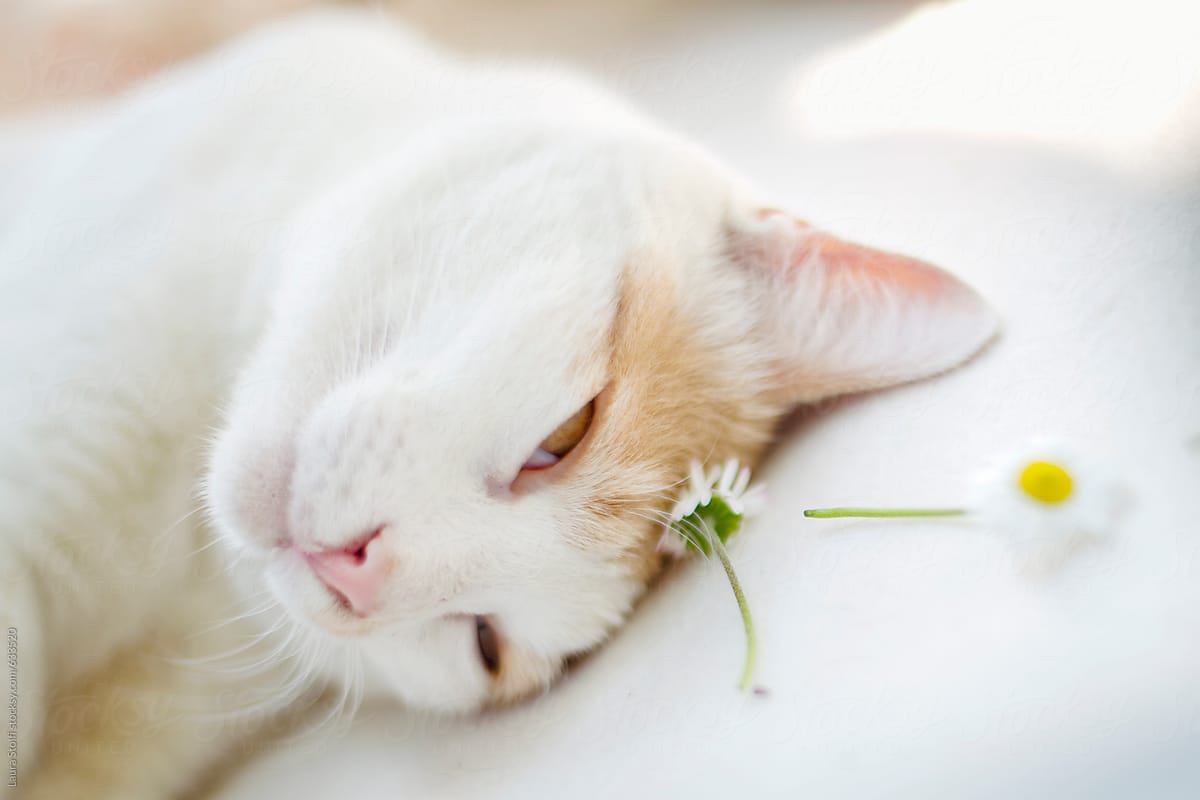 Sleepy cat laying his head close to daisies on white blanket in garden