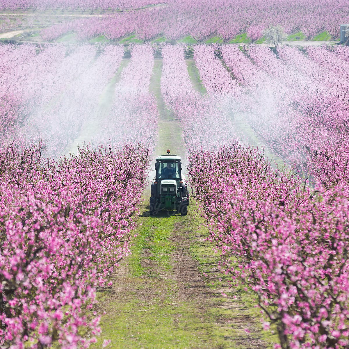 Tractor spraying a field in bloom with chemicals