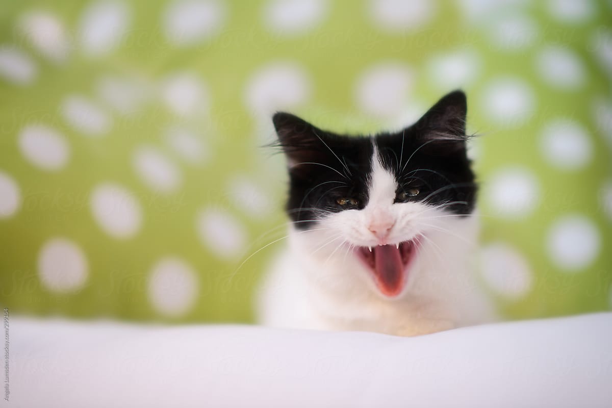 laughing kitten