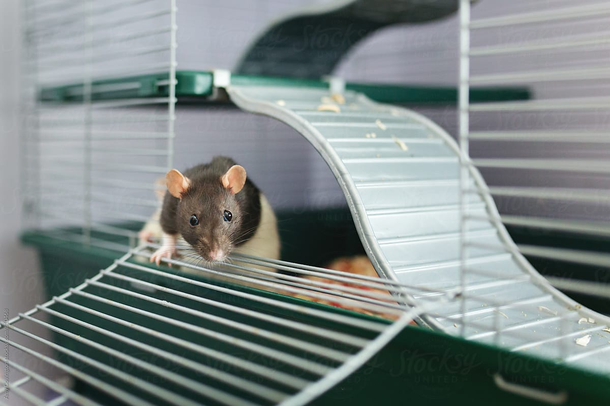 Brown and white pet rat