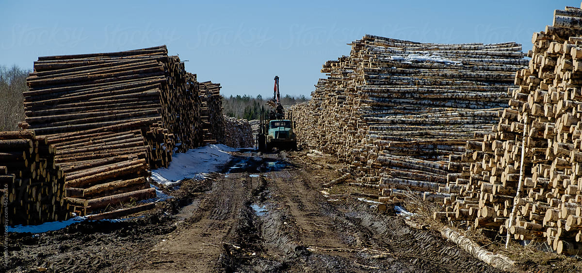 Stack of logs at a lumber yard