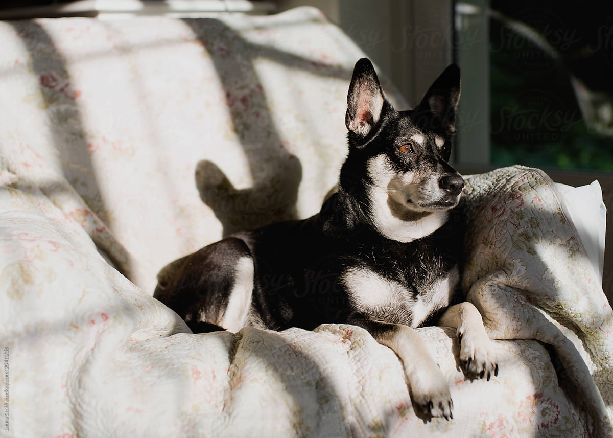 Dog at home relaxes in living room in sunshine