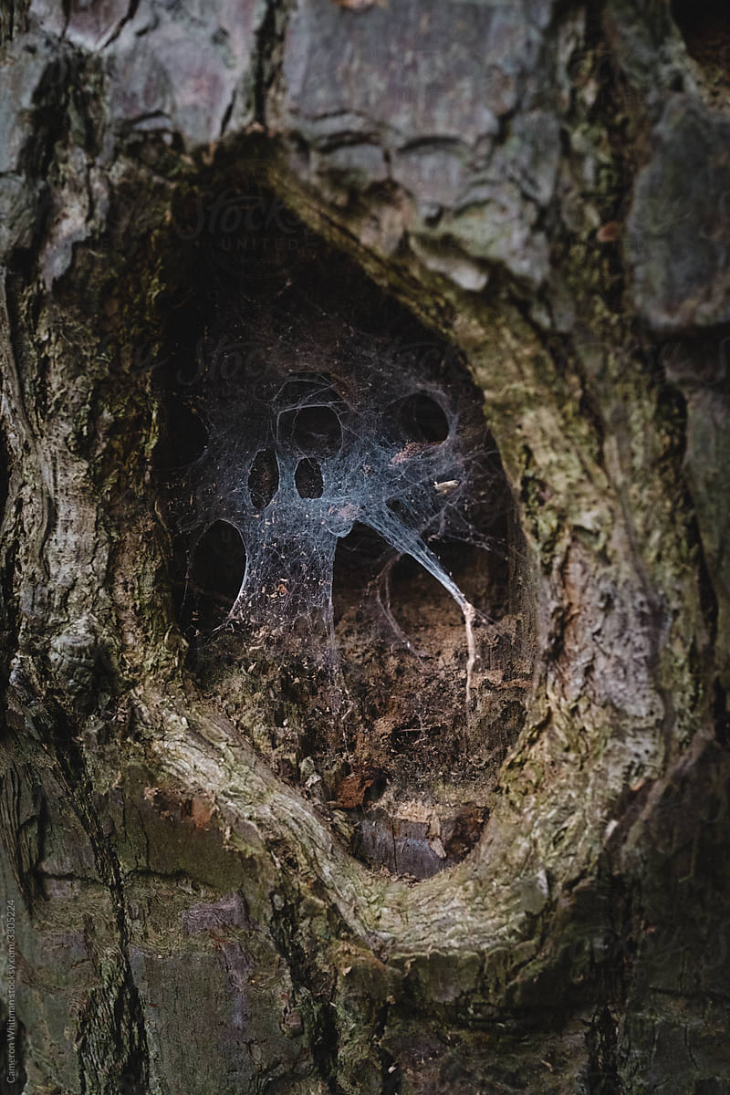 Old spider webs in a tree hollow