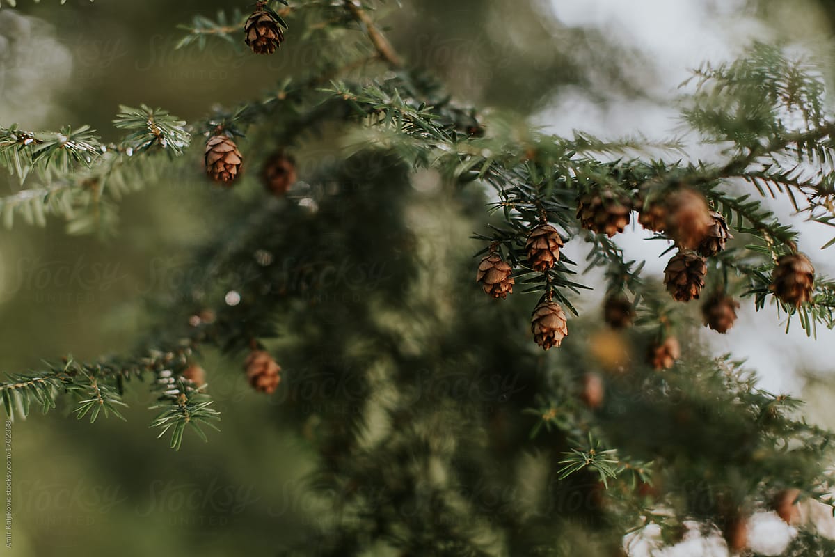 Cones growing on the branch of a fir tree