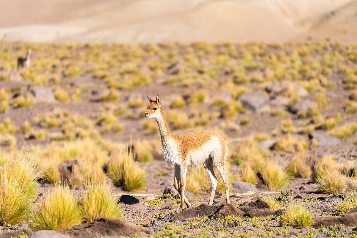 Vicuna Walking In Atacama Desert