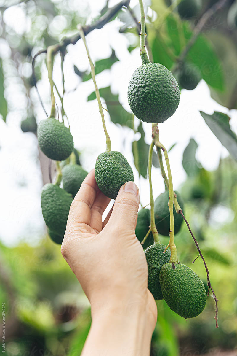 hand holding tiny avocados on avocado tree