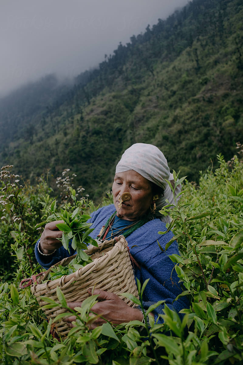 Nepali elderly woman in tea garden